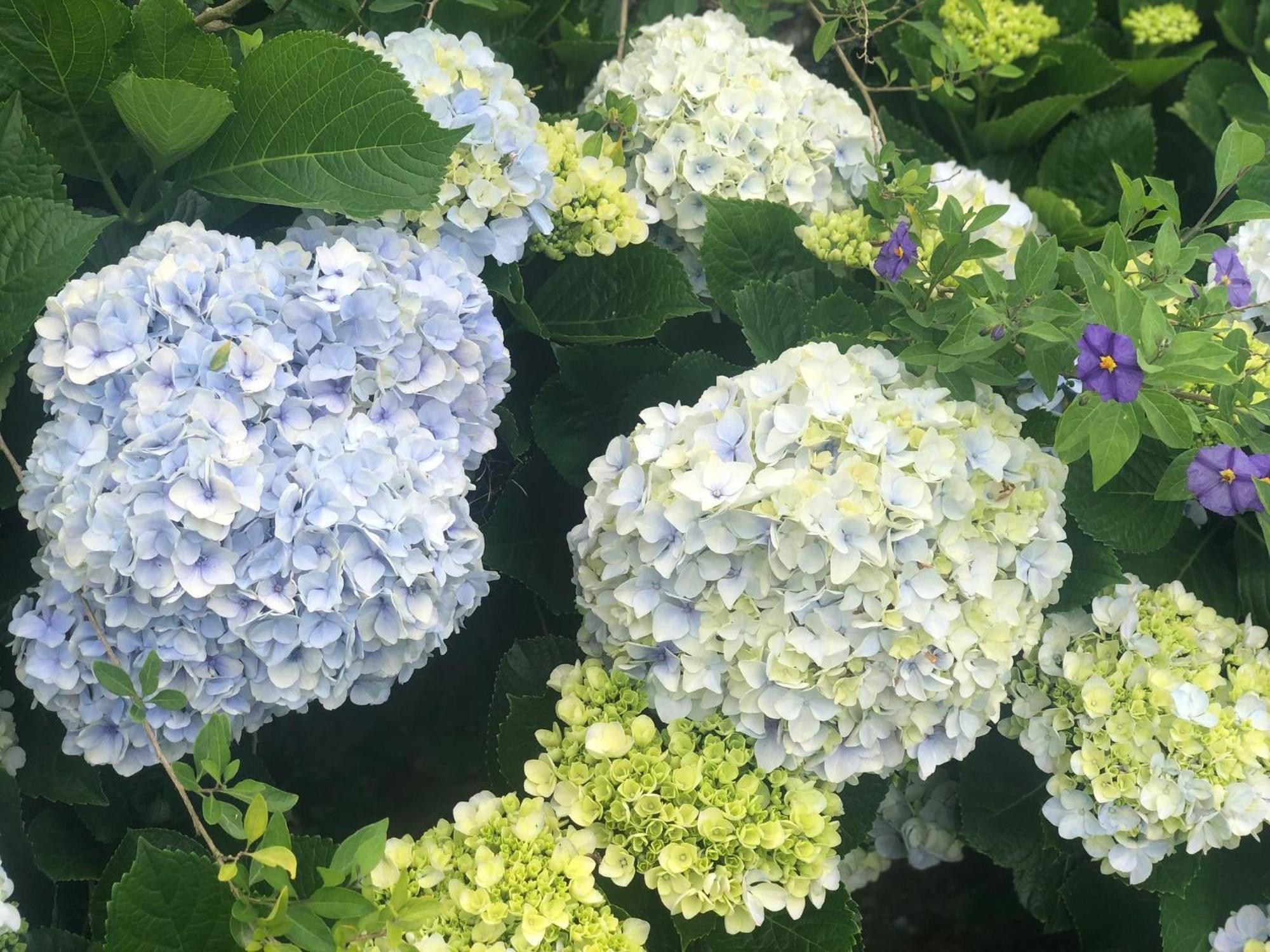 ポンタ・デルガダ Vivenda Florヴィラ エクステリア 写真