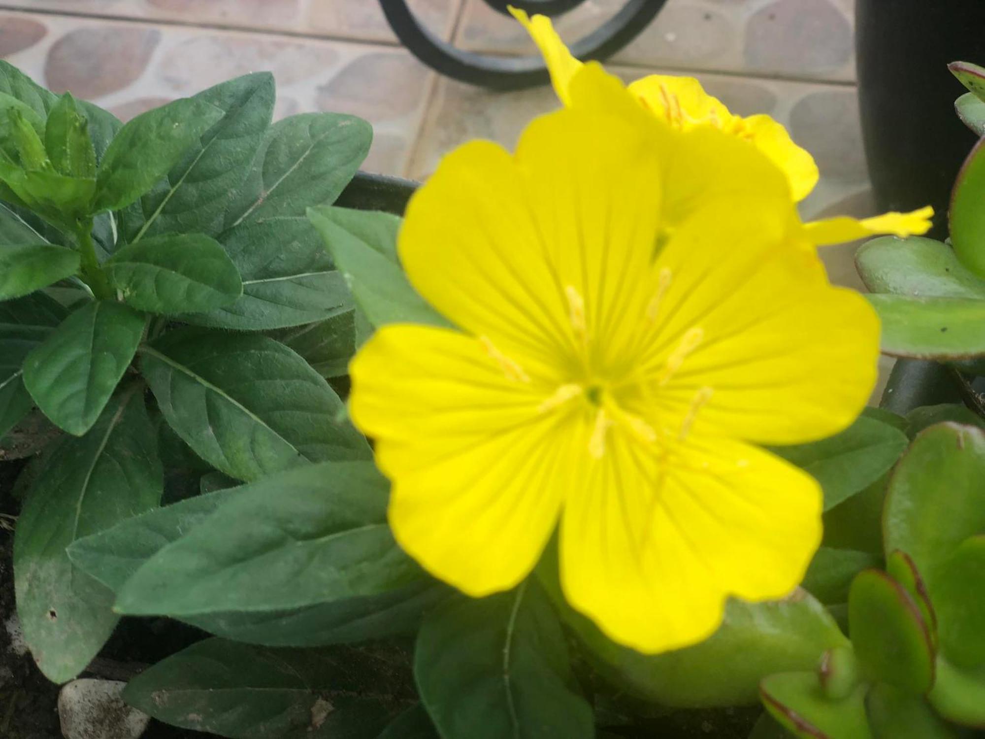 ポンタ・デルガダ Vivenda Florヴィラ エクステリア 写真